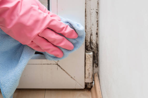 Best Basement Mold Removal  in Ucon, ID